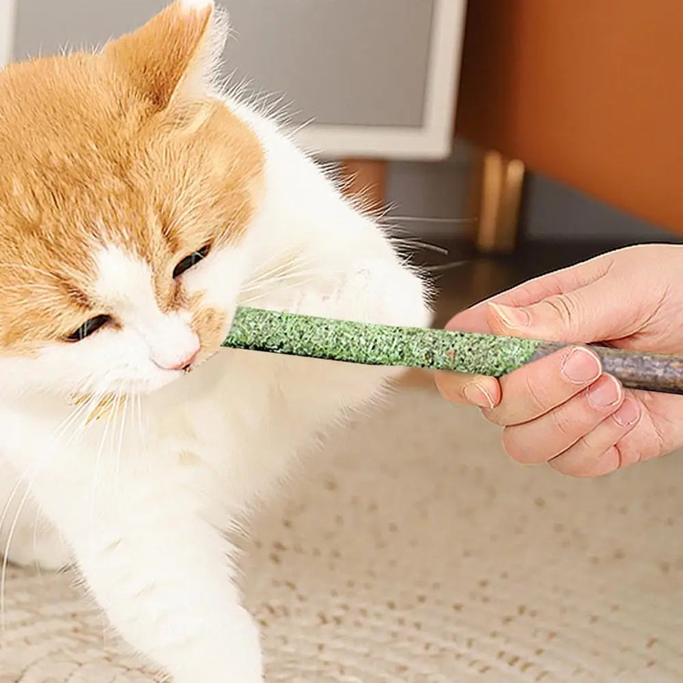 buy cat grass teething sticks - Pet Supplies - Cat Grass Sticks