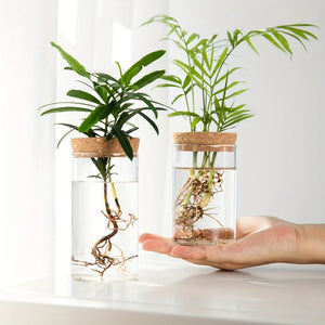 desktop glass planter - Home - Garden - Gardening - Planters - Pots - Desktop Glass Hydroponics Plant Vase