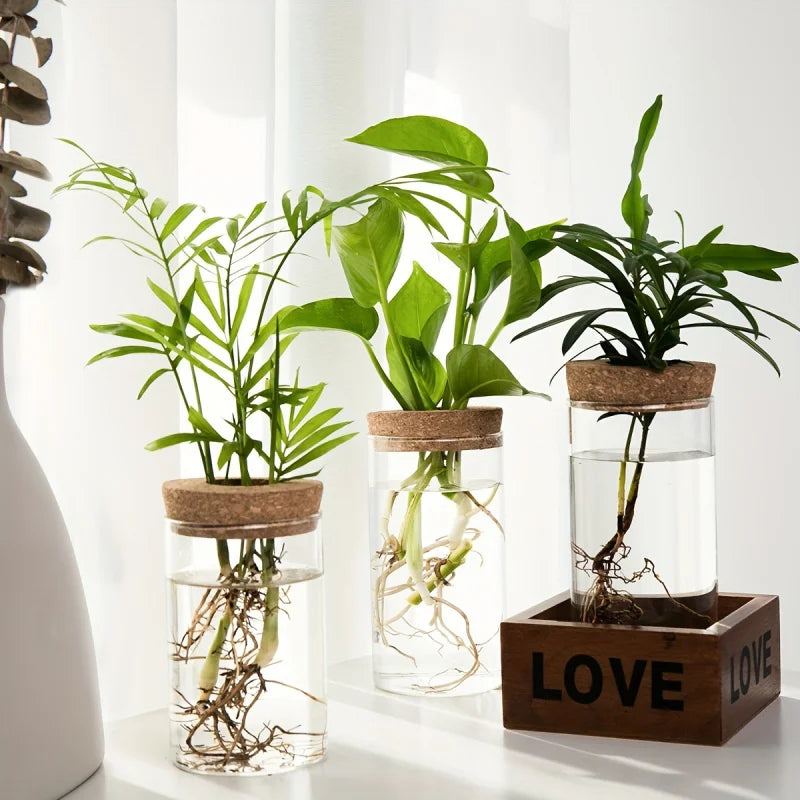 hydroponics vase planter - Home - Garden - Gardening - Planters - Pots - Desktop Glass Hydroponics Plant Vase