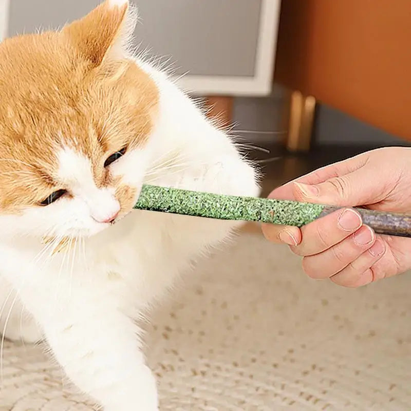 cat breath fresh grass - Pet Supplies - Cat Grass Sticks