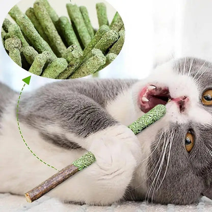 cat grass teething sticks - Pet Supplies - Cat Grass Sticks